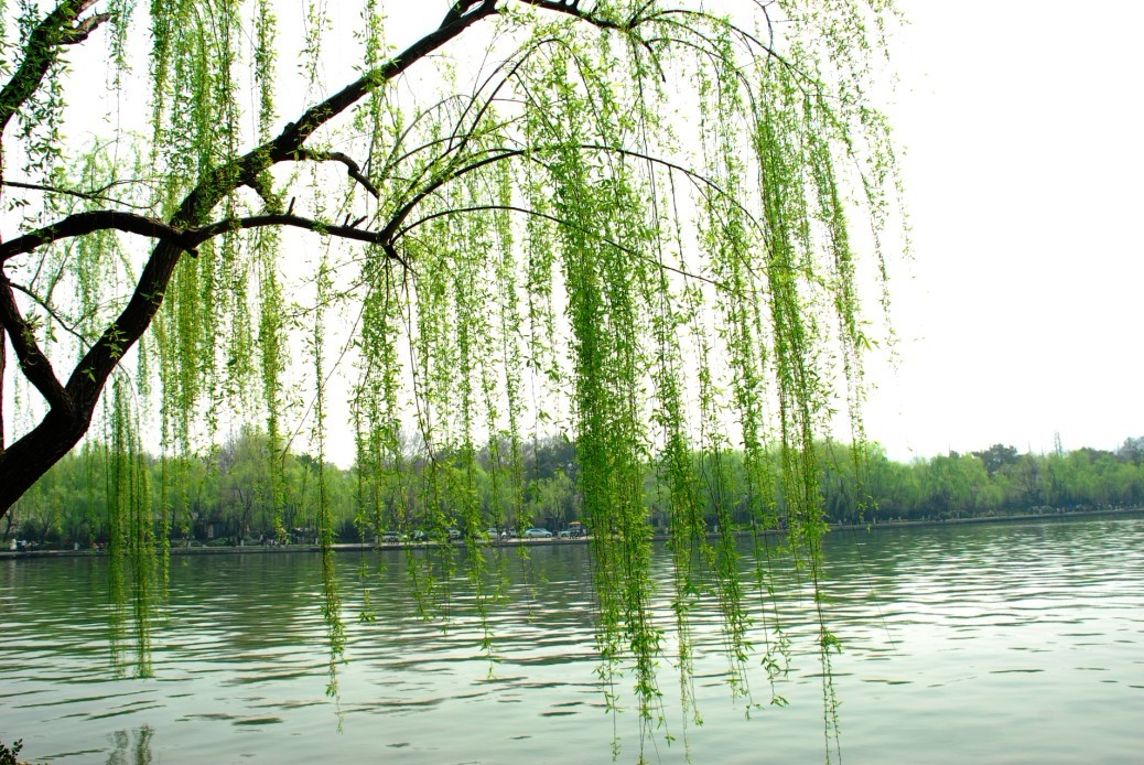 柳樹的種子靠什么傳播(柳樹傳播種子的方法) 柳樹的種子靠什么傳播(柳樹傳播種子的方法)