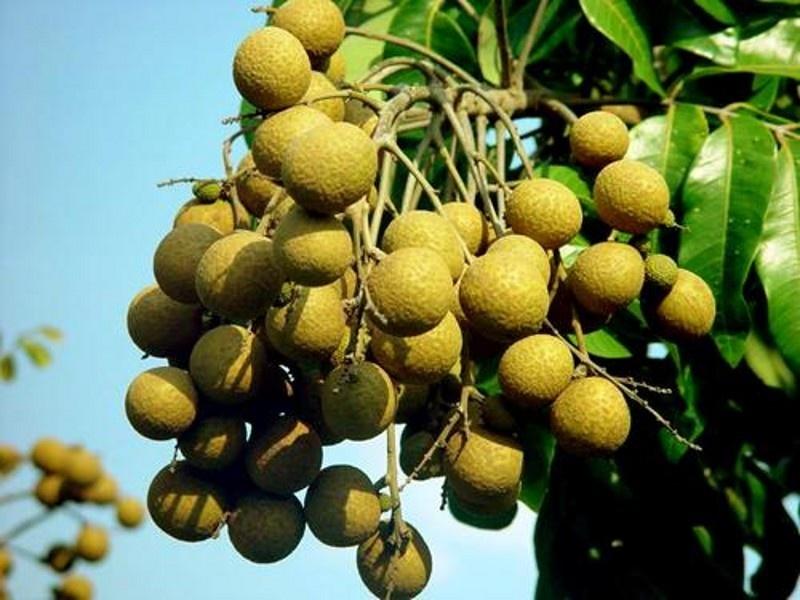 最好吃的龍眼在哪里(中國十大最好吃的龍眼排名) 最好吃的龍眼在哪里(中國十大最好吃的龍眼排名)