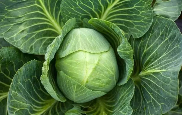 包菜是甘藍嗎(介紹蔬菜之間的親緣關系) 包菜是甘藍嗎(介紹蔬菜之間的親緣關系)