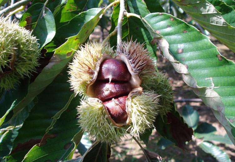 板栗樹(shù)幾年能開(kāi)花結(jié)果（板栗樹(shù)開(kāi)花結(jié)果時(shí)間）