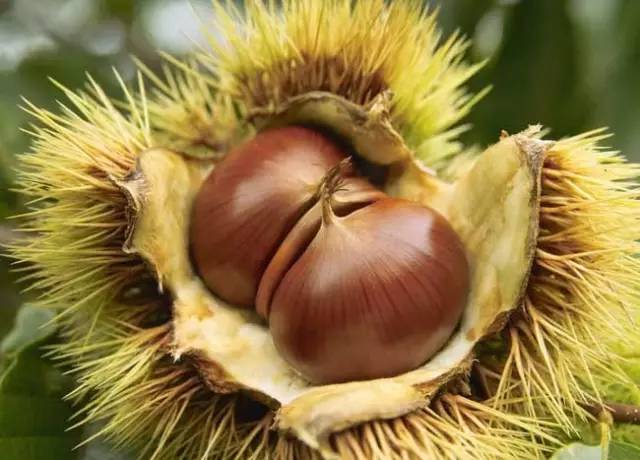 板栗樹(shù)幾年能開(kāi)花結(jié)果（板栗樹(shù)開(kāi)花結(jié)果時(shí)間）