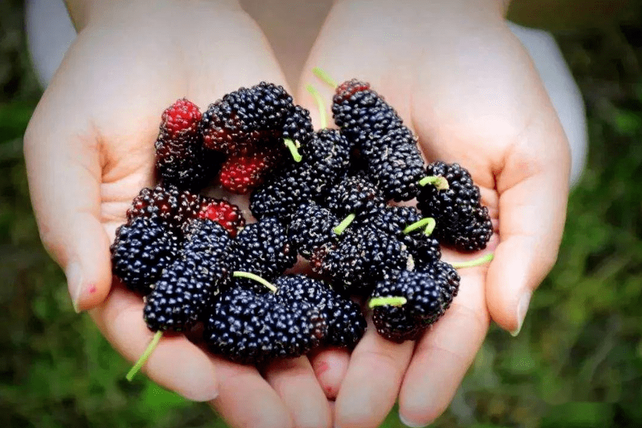 桑葚產(chǎn)地是哪里(中國桑葚10大主要產(chǎn)地) 桑葚產(chǎn)地是哪里(中國桑葚10大主要產(chǎn)地)