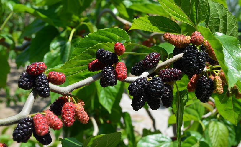 桑葚產(chǎn)地是哪里(中國桑葚10大主要產(chǎn)地) 桑葚產(chǎn)地是哪里(中國桑葚10大主要產(chǎn)地)