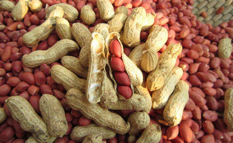 花生產(chǎn)地是哪里(花生的主要產(chǎn)地) 花生產(chǎn)地是哪里(花生的主要產(chǎn)地)