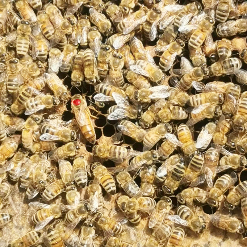 中國北方蜜蜂種類有哪些(適合北方養殖蜜蜂品種) 中國北方蜜蜂種類有哪些(適合北方養殖蜜蜂品種)