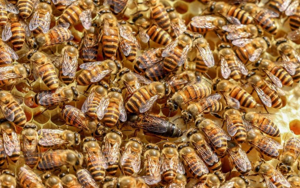 中國北方蜜蜂種類有哪些(適合北方養殖蜜蜂品種) 中國北方蜜蜂種類有哪些(適合北方養殖蜜蜂品種)