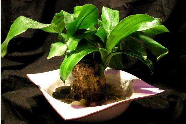 巴西木葉子為什么發黃(巴西木葉子發黃原因及解決辦法) 巴西木葉子為什么發黃(巴西木葉子發黃原因及解決辦法)