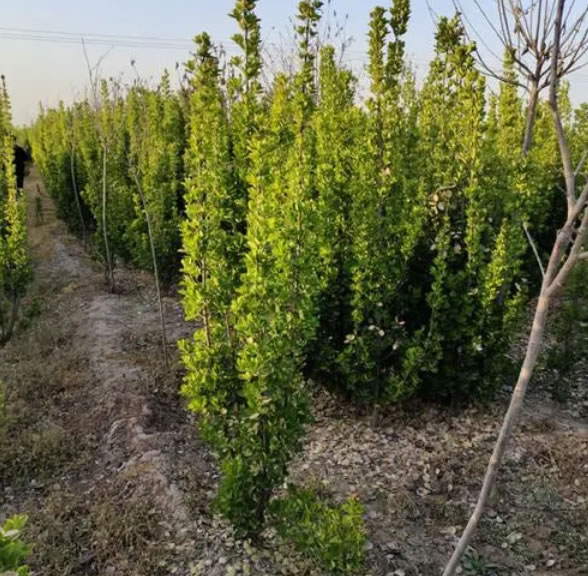 四季常青的樹木有哪幾種(10種四季常青的樹木) 四季常青的樹木有哪幾種(10種四季常青的樹木)