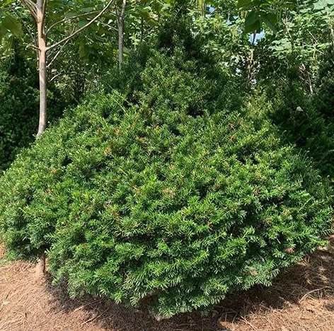 四季常青的樹木有哪幾種(10種四季常青的樹木) 四季常青的樹木有哪幾種(10種四季常青的樹木)