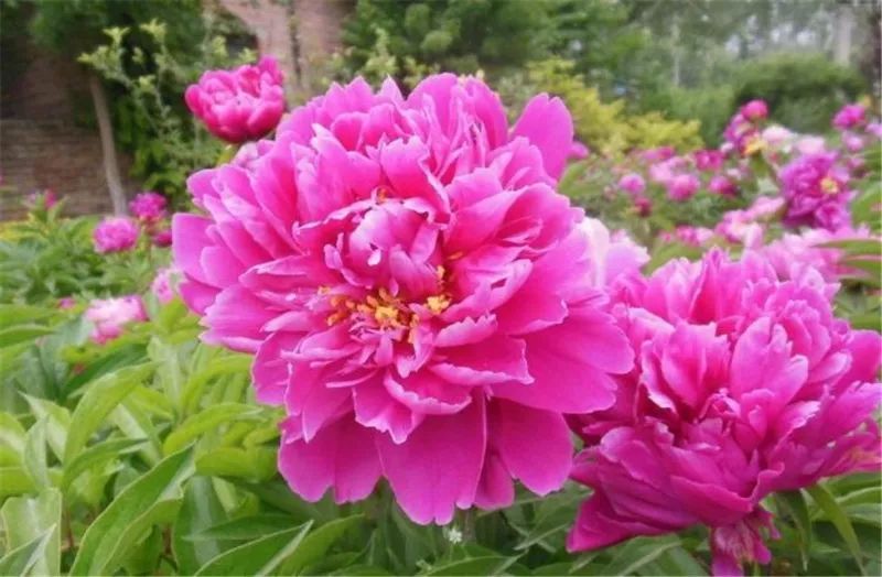 芍藥是什么植物(芍藥花的特點(diǎn)) 芍藥是什么植物(芍藥花的特點(diǎn))