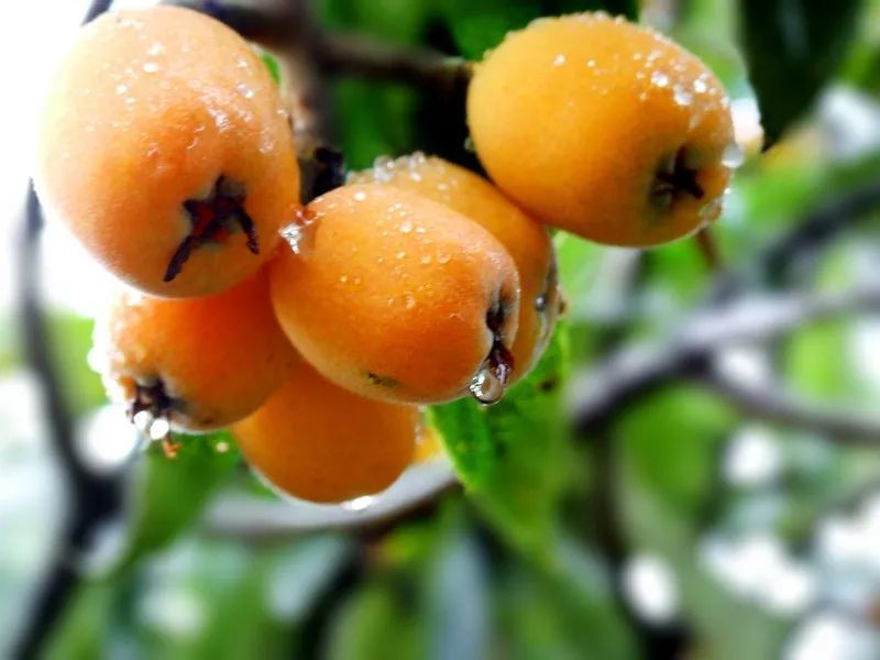 枇杷的英文怎么寫（枇杷的英文讀寫和發音）