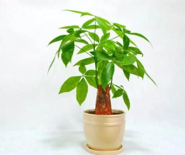 發財樹的葉子發黃干枯掉落什么原因(發財樹的正確養法) 發財樹的葉子發黃干枯掉落什么原因(發財樹的正確養法)