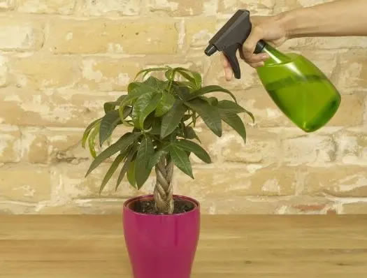 發財樹的葉子發黃干枯掉落什么原因(發財樹的正確養法) 發財樹的葉子發黃干枯掉落什么原因(發財樹的正確養法)