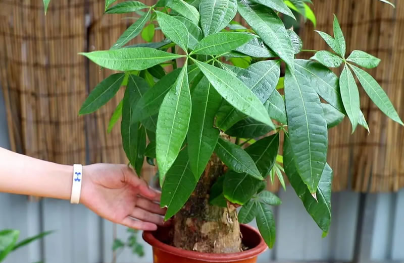 發財樹的葉子發黃干枯掉落什么原因(發財樹的正確養法) 發財樹的葉子發黃干枯掉落什么原因(發財樹的正確養法)