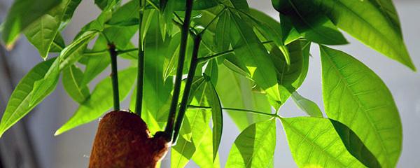 發財樹的葉子發黃干枯掉落什么原因(發財樹的正確養法) 發財樹的葉子發黃干枯掉落什么原因(發財樹的正確養法)