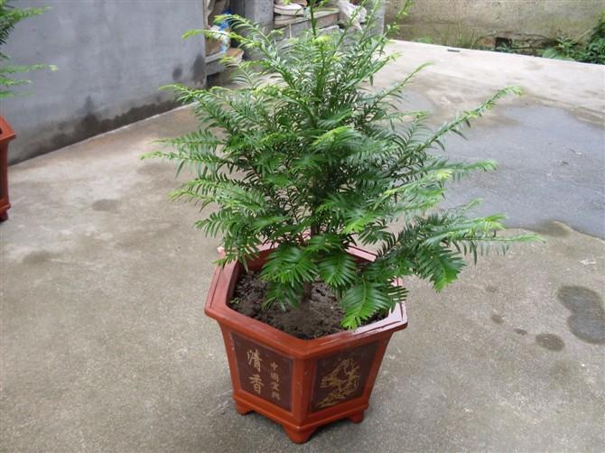 紅豆杉價格多少錢(紅豆杉的市場價格) 紅豆杉價格多少錢(紅豆杉的市場價格)