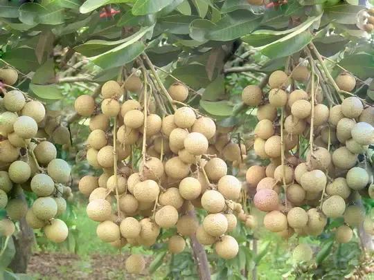 龍眼產地在哪里(十大優質龍眼產地) 龍眼產地在哪里(十大優質龍眼產地)