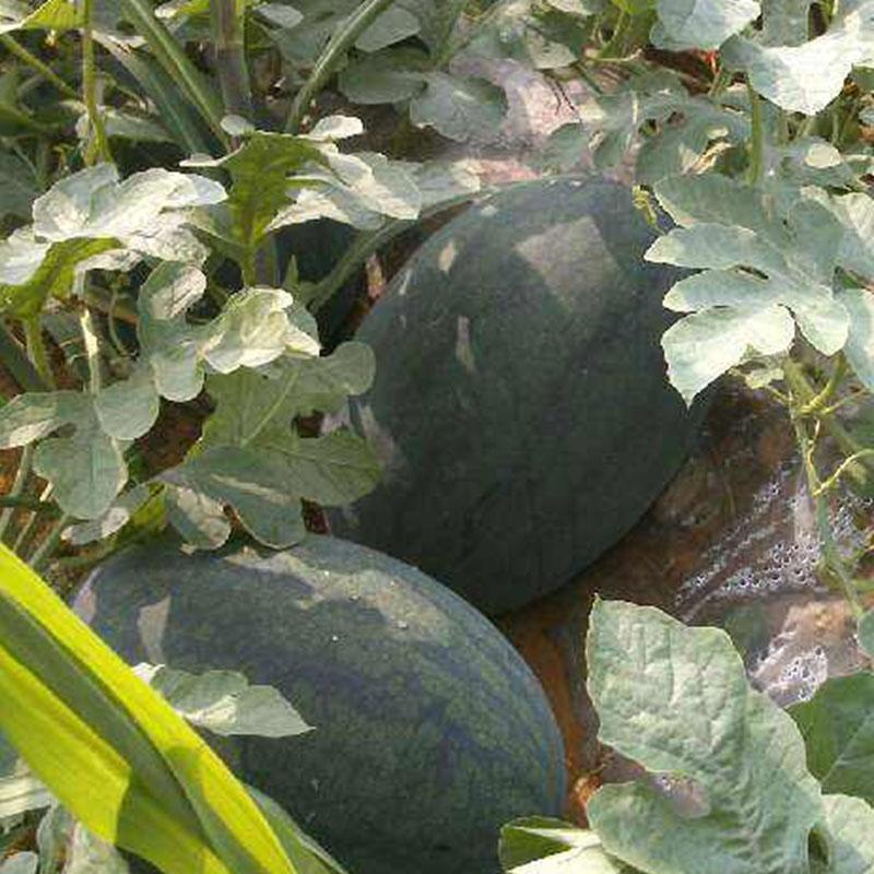 黃色西瓜是什么品種(黃皮西瓜品種介紹) 黃色西瓜是什么品種(黃皮西瓜品種介紹)