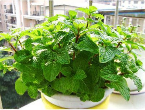 薄荷怎么養(yǎng)盆栽(從選購(gòu)到養(yǎng)護(hù)全攻略) 薄荷怎么養(yǎng)盆栽(從選購(gòu)到養(yǎng)護(hù)全攻略)