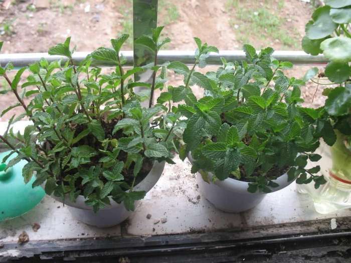 薄荷怎么養(yǎng)盆栽(從選購(gòu)到養(yǎng)護(hù)全攻略) 薄荷怎么養(yǎng)盆栽(從選購(gòu)到養(yǎng)護(hù)全攻略)