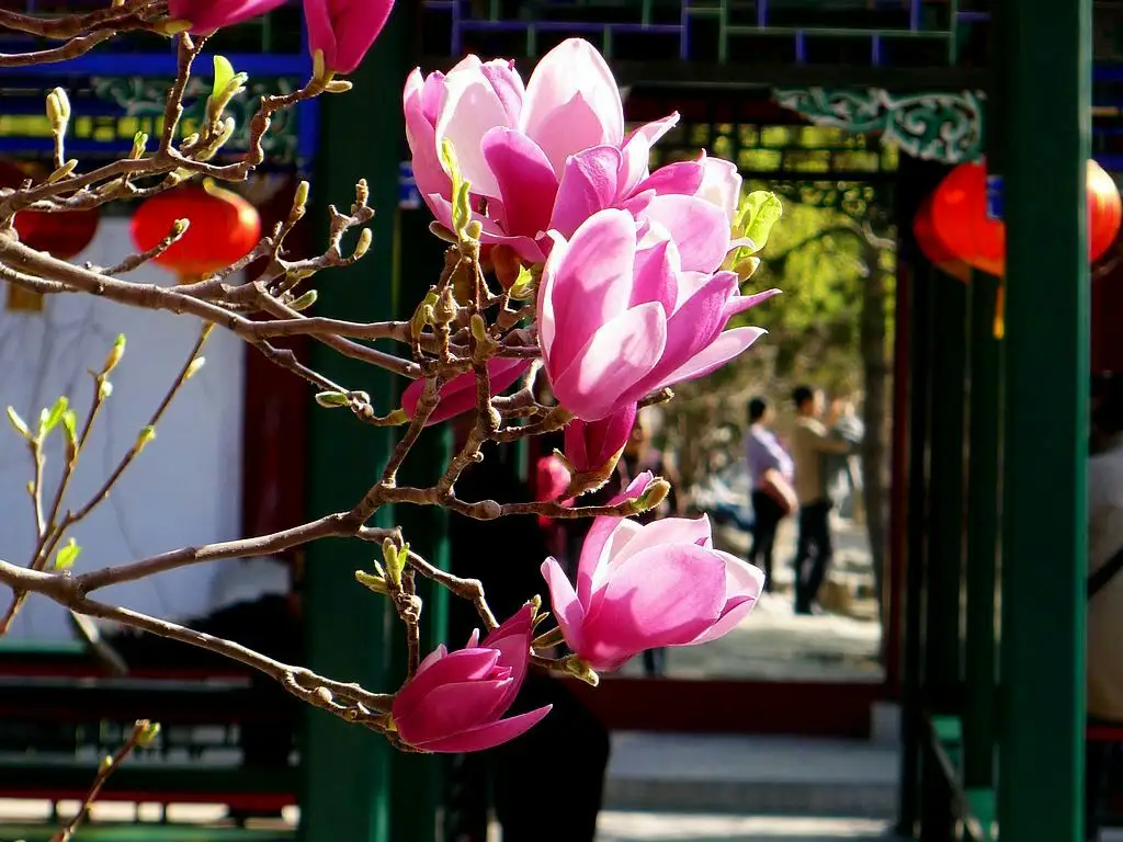 二喬玉蘭為什么叫二喬(二喬玉蘭名字由來) 二喬玉蘭為什么叫二喬(二喬玉蘭名字由來)