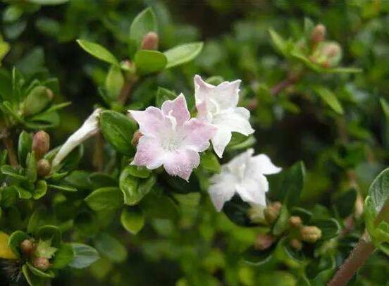 六月雪什么時(shí)候開(kāi)花(六月雪的花期及管理) 六月雪什么時(shí)候開(kāi)花(六月雪的花期及管理)