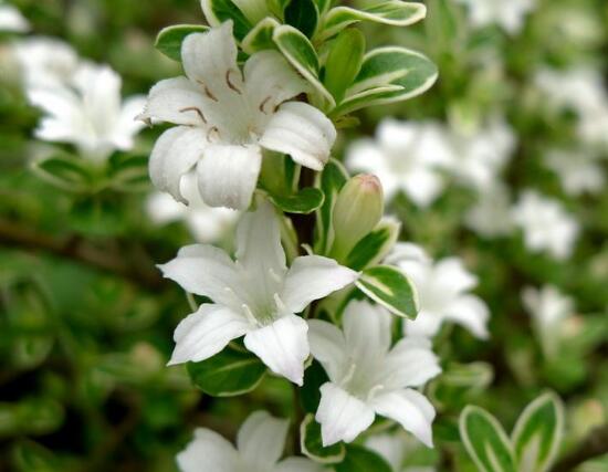 六月雪什么時(shí)候開(kāi)花(六月雪的花期及管理) 六月雪什么時(shí)候開(kāi)花(六月雪的花期及管理)