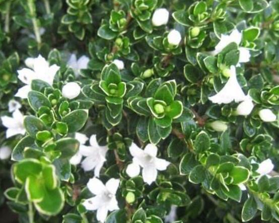 六月雪什么時(shí)候開(kāi)花(六月雪的花期及管理) 六月雪什么時(shí)候開(kāi)花(六月雪的花期及管理)