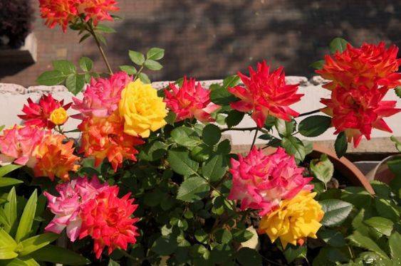 22朵玫瑰花代表什么意思(22朵玫瑰花代表的花語) 22朵玫瑰花代表什么意思(22朵玫瑰花代表的花語)