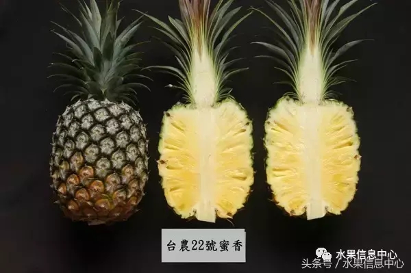 菠蘿的產地有哪些地方(菠蘿的產地和品種介紹) 菠蘿的產地有哪些地方(菠蘿的產地和品種介紹)