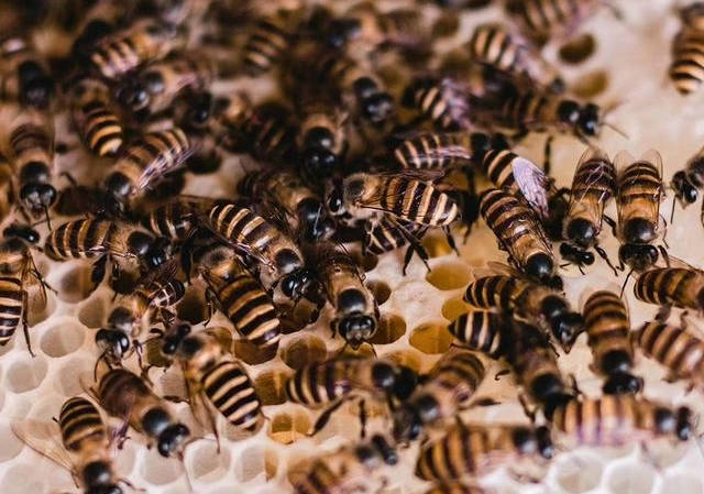 剛收回來的蜜蜂要幾天才穩定（新收蜜蜂養殖方法）