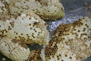 蜂巢價(jià)格多少錢一斤？