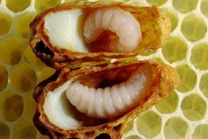 蜂王漿有什么功效及用途？