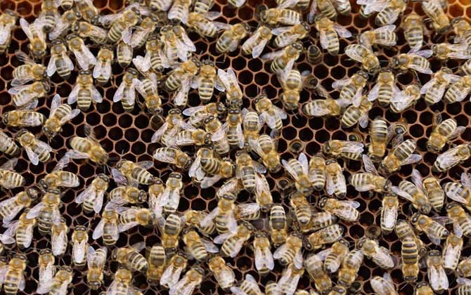 我國目前有多少群蜜蜂？