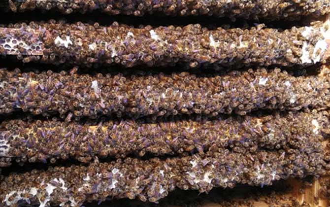 2021年中蜂多少錢一箱？