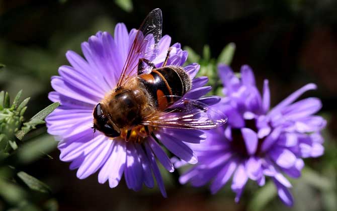 蜜蜂最怕什么東西？