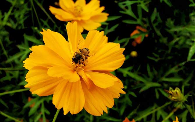 幼年蜂、青年蜂、壯年蜂、老年蜂的區別