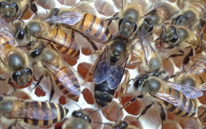 蜜蜂失王了幾天飛走？