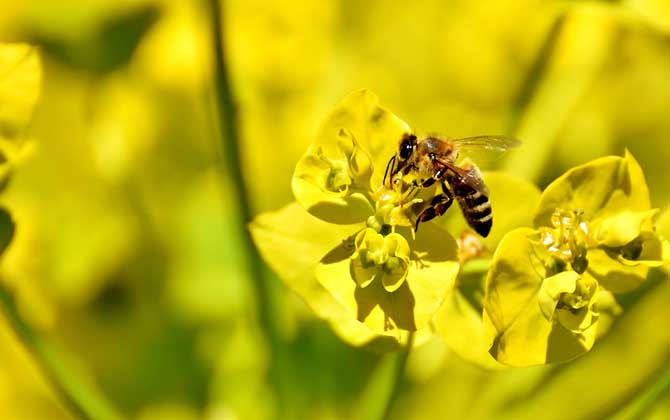 普通工蜂和偵查蜂怎么區分？