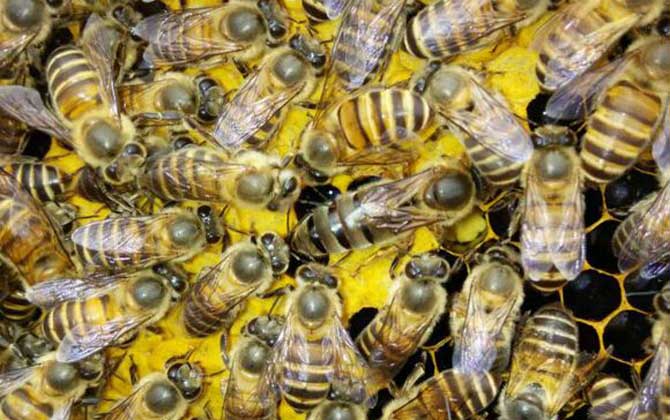 工蜂是怎么殺死老蜂王的？