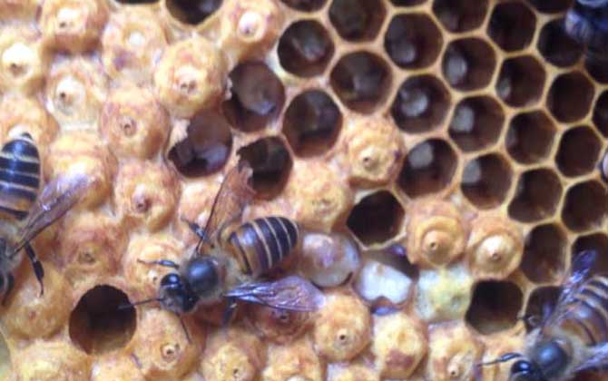 封蓋子脾沒有工蜂還能活嗎？