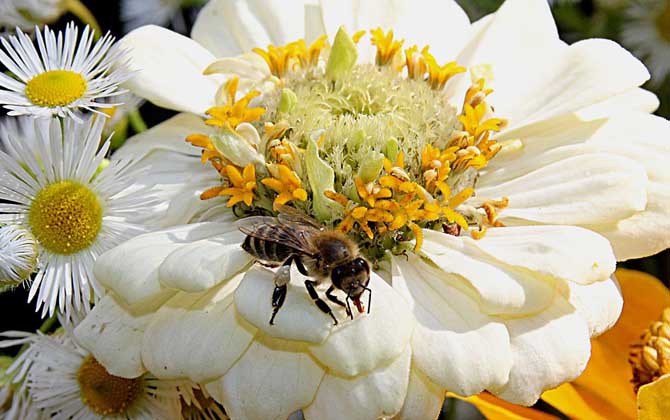 蜜蜂毒刺鉆進(jìn)肉里會消失嗎？