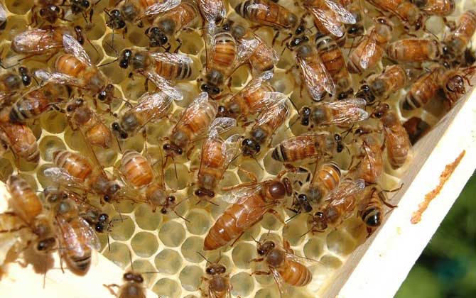 蜂群失王最多能堅(jiān)持多久？