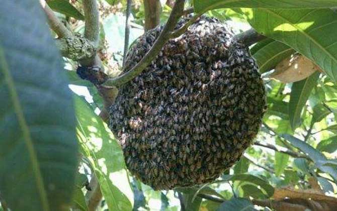 黑小蜜蜂能人工養(yǎng)殖嗎？