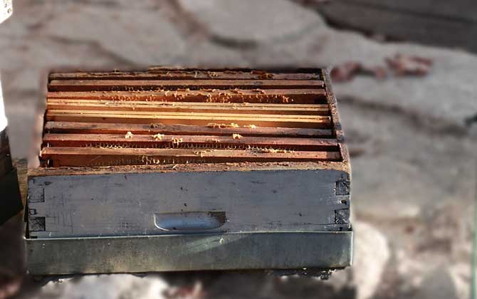 一個人能養(yǎng)多少箱蜜蜂？