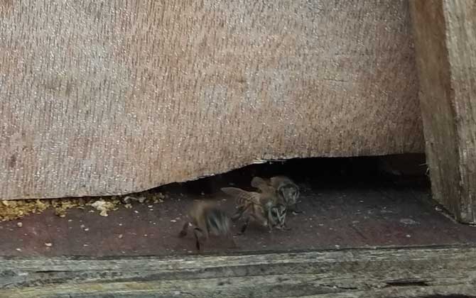 中蜂怎么快速繁殖？