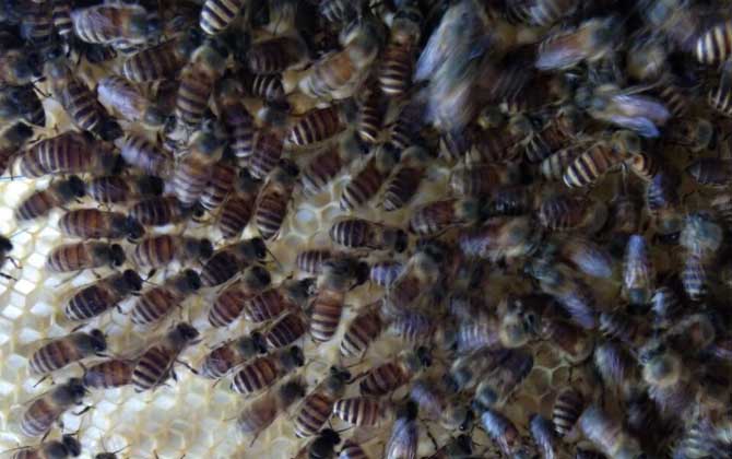 工蜂圍王有哪些“動(dòng)機(jī)”？