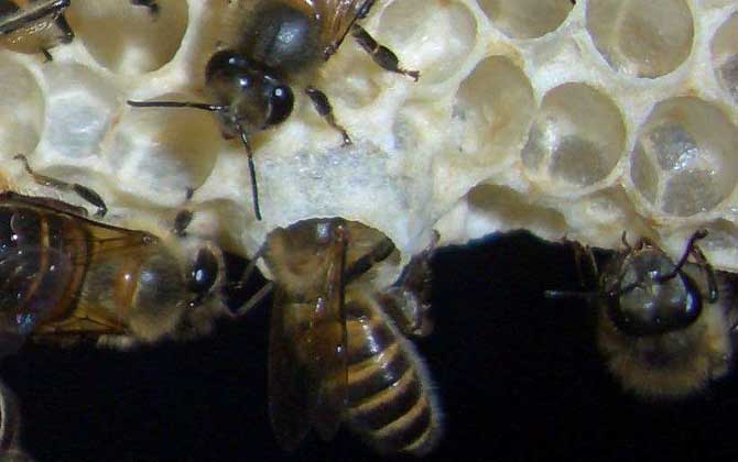 中蜂王臺(tái)多久看一次？