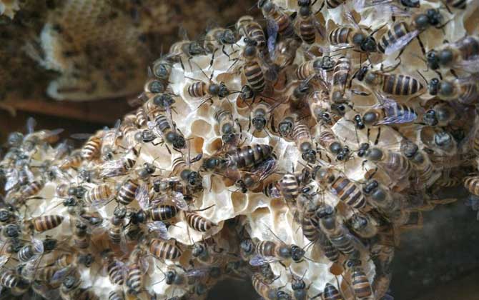 蜂群怎么過箱才不會跑？