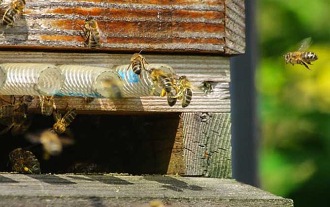 蜂群合并會不會回蜂？